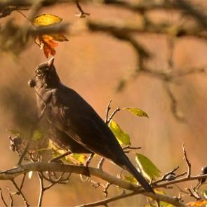 ����: �����, ����� ������...