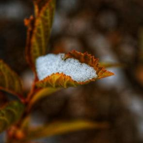 ������ � ���������