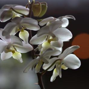 ������� �����