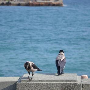 �������� ���