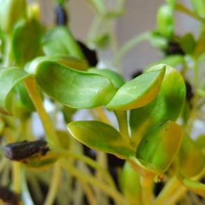 ����: ����������