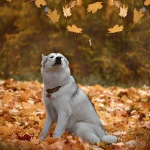 ����: ������ ��������, ������ ������ �������.