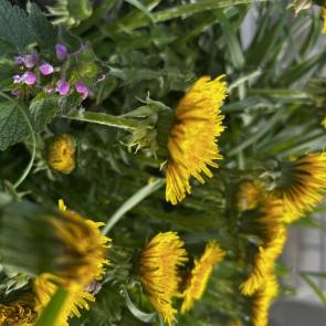 ����: ��������� 