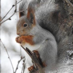 �������� ������ ���