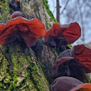 ���� ��������: ������� �������