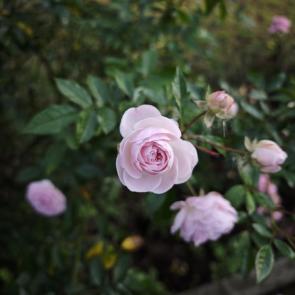 ���� ��������: 