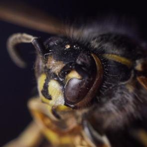 ���� ��������: 