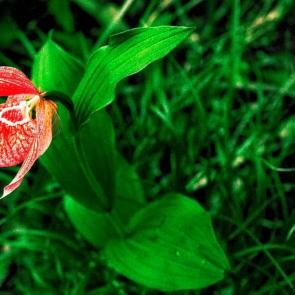 ������� �����