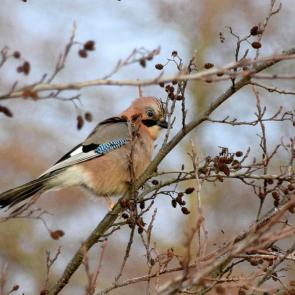 ����: �����