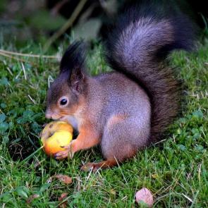 ����: ������� ���� �����...