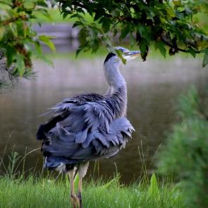 ����: ����� �����