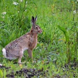 ����: ���� �� �������