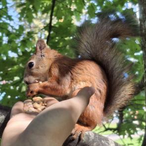 ����: ����� �����