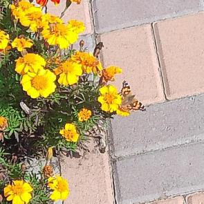 ����: ������ �� ������.