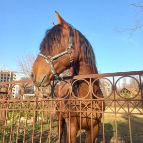 ����: �����������