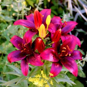 ����: �����