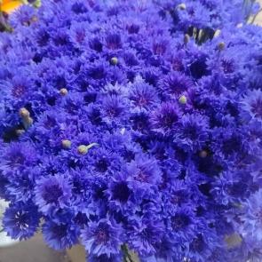 ����: ��������