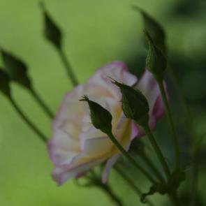 ����: ���