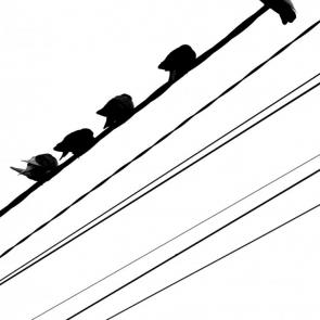 ����: ����