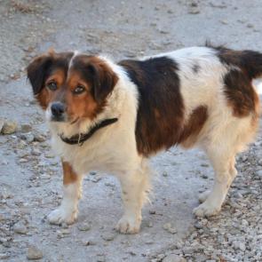 ����: ������