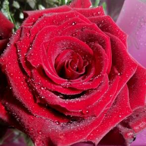 ����: ����� ����