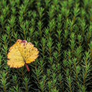 ����: �������� ��������