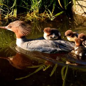 ����: �����