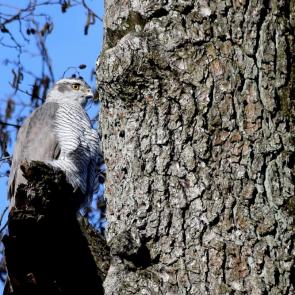 ����: ������