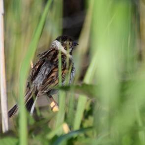 ����: ������������ �������