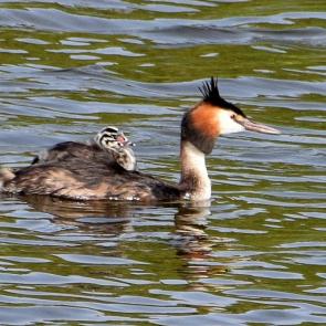 ����: ����� ��� ������� �������