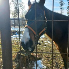 ����: �������