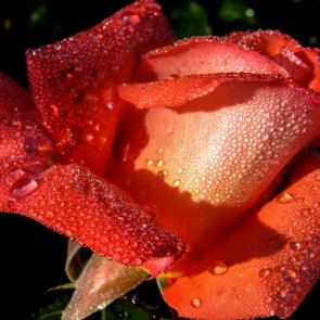 ����: ���� �� ����.