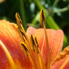 ����: �������- �������