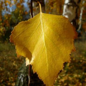 ����: ������� ����