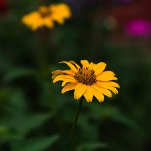 ���� ��������: 