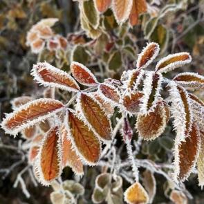 ����: � ����