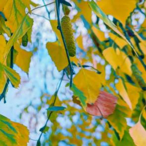 ������ � ���������