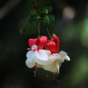 ����: �������