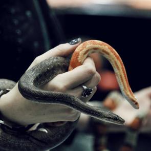 ����: ����