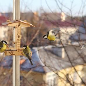 ����: ����������. 