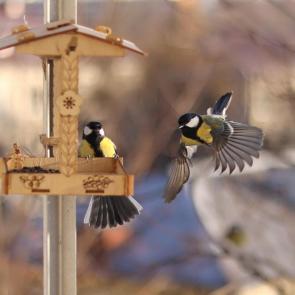 ����: ���������. 