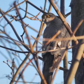 ����: ������. 