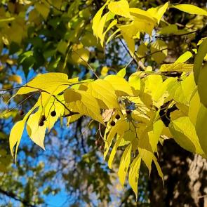 ����: ������ �����