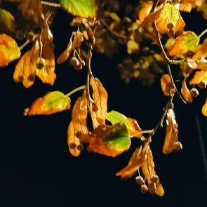 ������ � ���������