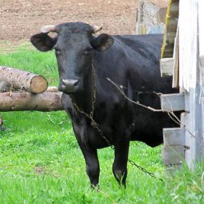 ����: ���������