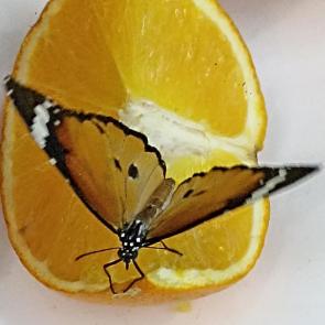 ����: �������