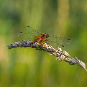 ����: �������