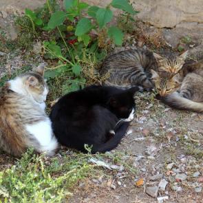 ����: ���-���