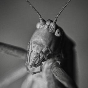 ����: ���� �� �������