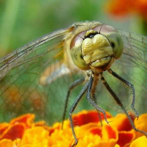 ����: ��������